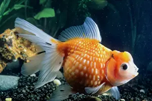 Goldfish: Pearl Scale Goldfish