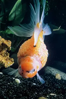 Goldfish: Pearl Scale Goldfish