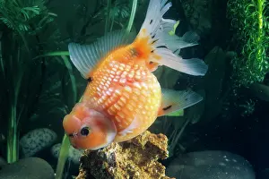 Goldfish: Pearl Scale Goldfish