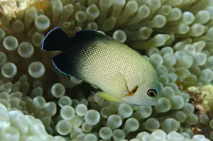 Timor: Pearl-scaled Angelfish - in Bulb Tentacle Anemone