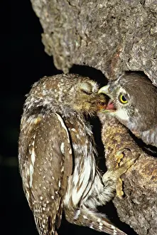 Note: Pearl Spotted Owl - feeding chick - note parent
