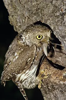 Perlatum: Pearl Spotted Owl - at nest with food in mouth