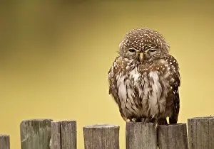 Perlatum: Pearl-spotted Owl - Sitting on fence