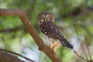Perlatum: Pearl-spotted Owlet