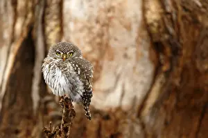 Mpumalanga: Pearl-spotted Owlet (Glaucidium perlatum) perch