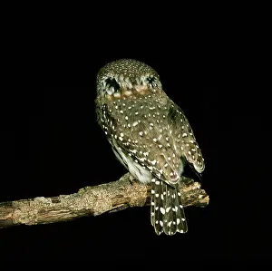 Perlatum: Pearl-spotted OWLET - showing false eye spots