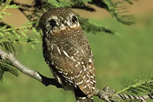 Eyespots: Pearl Spotted Owlet - showing false eyespots
