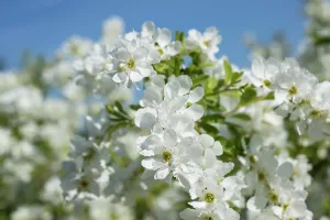 Bride: Pearlbush, Exochorda x macrantha The Bride, Close