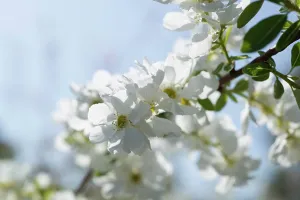 Bride: Pearlbush, Exochorda x macrantha The Bride, Close