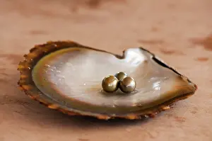Pearls: Pearls on oyster shell, Fiji, Oceania Pearls on