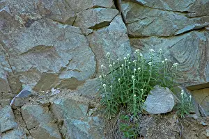 Everlasting: Pearly Everlasting growing on rock face