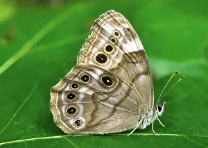 Pearly: Pearly Eye Butterfly