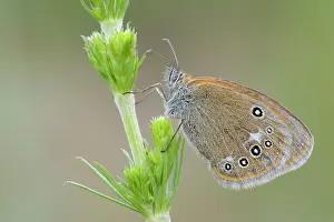 Pearly: Pearly Heath