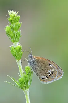 Pearly: Pearly Heath