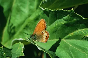 Pearly: Pearly Heath BUTTERFLY - on leaf