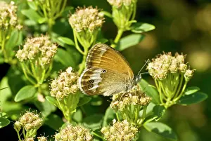 Heaths: Pearly heath - underside, feeding on flower