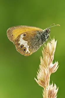 Heaths: Pearly heath - Underside, resting on grass seed head