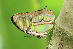 Pearly: Pearly Malachite Butterfly