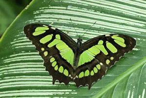 Pearly: Pearly Malachite Butterfly