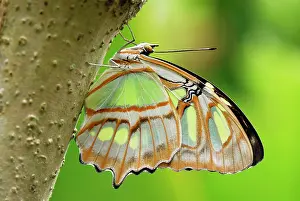 Pearly: Pearly Malachite Butterfly