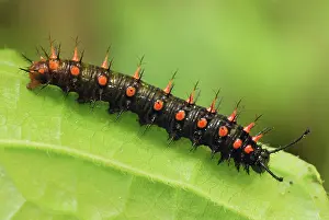 Pearly: Pearly Malachite Butterfly Caterpillar