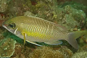 Rubble: Pearly Monocle-bream - Not very common, this fish