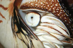 Nautiluses: Pearly Nautilus eye
