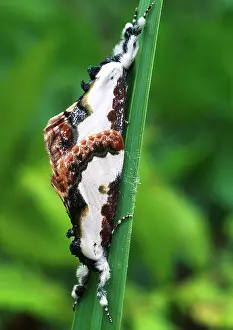 Ohio: Pearly Woodnymph moths