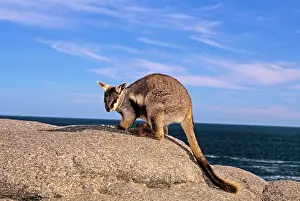 Auscape International: Pearson Island Rock-wallaby