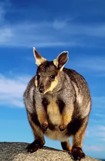 Auscape International: Pearson Island rock-wallaby
