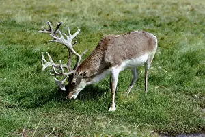 Reindeers: Peary's CARIBOU - male eating grass