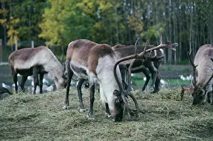 Reindeers: Peary's CARIBOU - male feeding