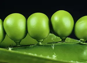 Opened: Peas in an opened pea pod