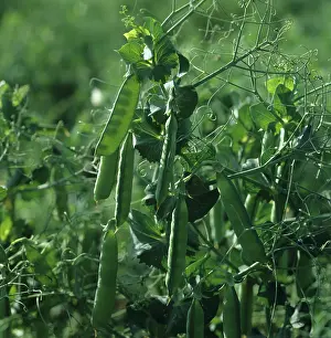 Peas: Peas (Pisum sativum)