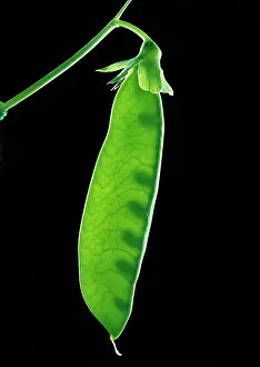 Peas: Peas in pod
