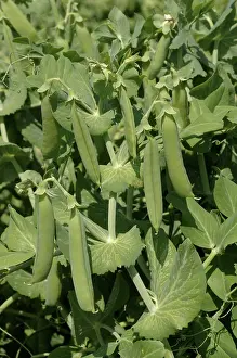 Peas: Peas in Pods