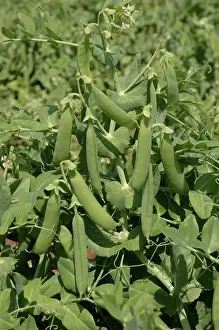 Peas: Peas in Pods