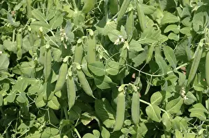 Peas: Peas in Pods