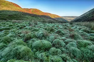 Peat: Peat moss growing in the valley habitat, Trough