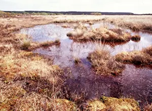 Pools: PEAT - Peat Bog landscape