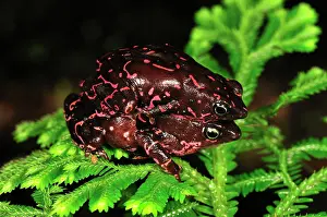 Atelopus: Pebas Stubfoot Toad - amplexus