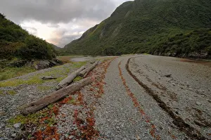 Driftwood: Pebble beach with driftwood