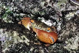 Smithii: Pebble Crab / Xanthid Crab / Rough Red-eyed Crab