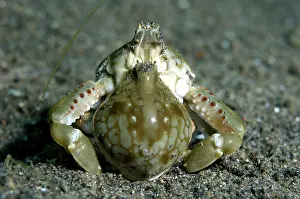 Bronsel: Pebble Crabs mating