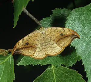 Betula: Pebble hook tip moth