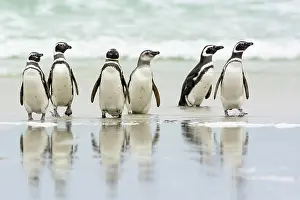 Magellanic: Pebble Island, Magellanic penguins (Spheniscus magellanicus)