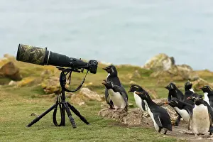 Target: Pebble Island, Southern Rockhopper Penguins (Eudyptes