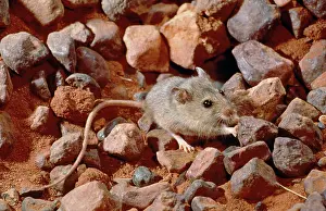Working: Pebble Mount / Mound Mouse - pushing stone from burrow