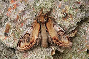 Notodonta: Pebble Prominent