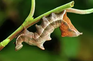 Notodonta: Pebble Prominent caterpillar